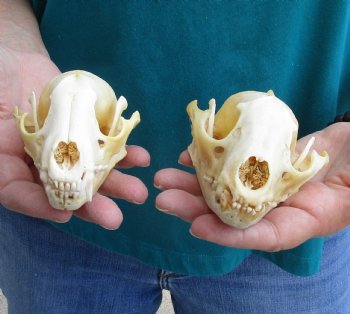 Buy this 2 pc lot of B-Grade Raccoon Skulls for $51/lot