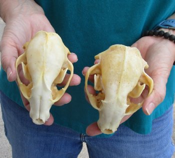 Buy this 2 pc lot of B-Grade Raccoon Skulls for $51/lot