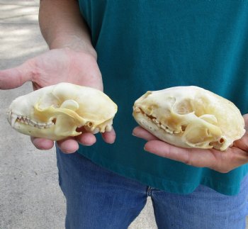 Buy this 2 pc lot of B-Grade Raccoon Skulls for $51/lot