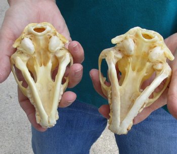 Buy this 2 pc lot of B-Grade Raccoon Skulls for $51/lot