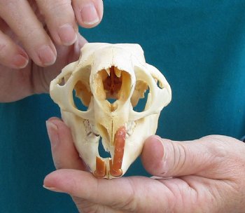 Buy this B-Grade North American Porcupine Skull for $29