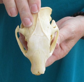 Buy this B-Grade North American Porcupine Skull for $29