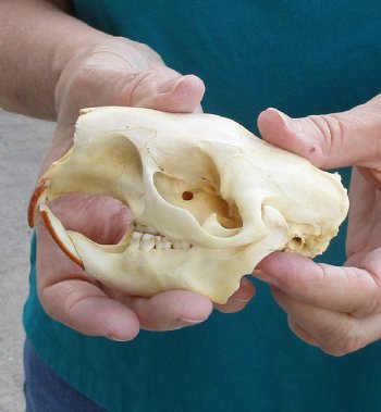 Buy this B-Grade North American Porcupine Skull for $29