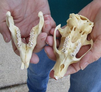 Buy this B-Grade North American Porcupine Skull for $29