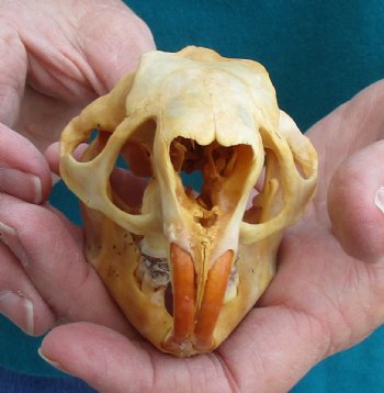 Buy this B-Grade North American Porcupine Skull for $29