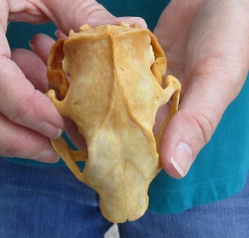 Buy this B-Grade North American Porcupine Skull for $29