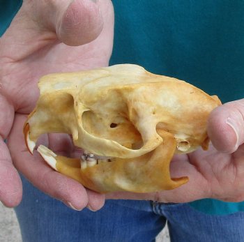 Buy this B-Grade North American Porcupine Skull for $29