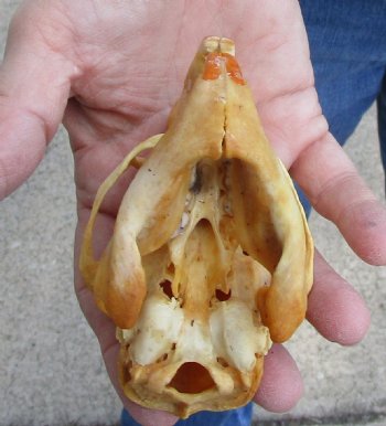 Buy this B-Grade North American Porcupine Skull for $29