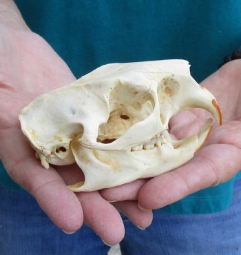 Buy this North American Porcupine Skull measuring 4 inches for $45