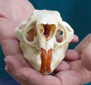 Buy this North American Porcupine Skull measuring 4 inches for $45