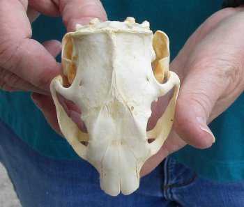 Buy this North American Porcupine Skull measuring 4 inches for $45