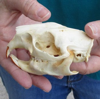 Buy this North American Porcupine Skull measuring 4 inches for $45