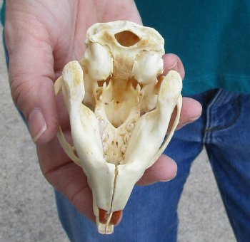 Buy this North American Porcupine Skull measuring 4 inches for $45