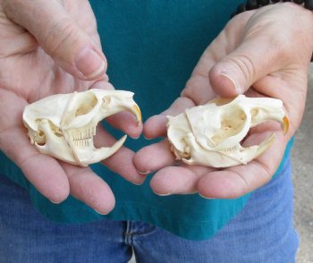 Buy these Two Muskrat Skulls 2-1/4 inches long for $37.00