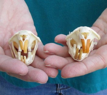 Buy these Two Muskrat Skulls 2-1/4 inches long for $37.00