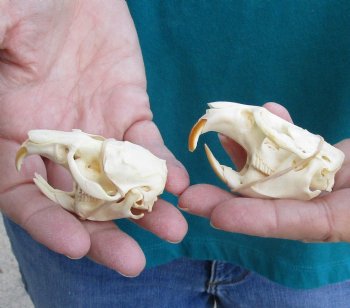 Buy these Two Muskrat Skulls 2-1/4 inches long for $37.00