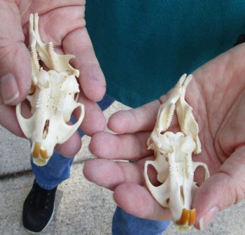 Buy these Two Muskrat Skulls 2-1/4 inches long for $37.00