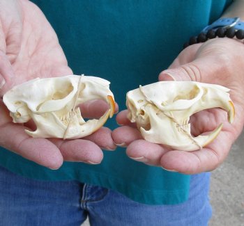 Buy these Two Muskrat Skulls 2-1/4 inches long for $37.00