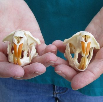 Buy these Two Muskrat Skulls 2-1/4 inches long for $37.00