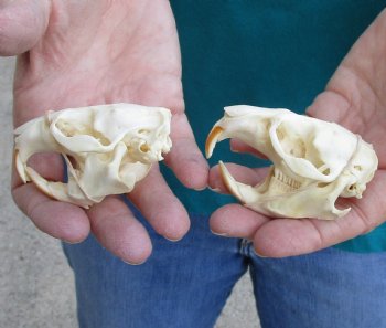 Buy these Two Muskrat Skulls 2-1/4 inches long for $37.00