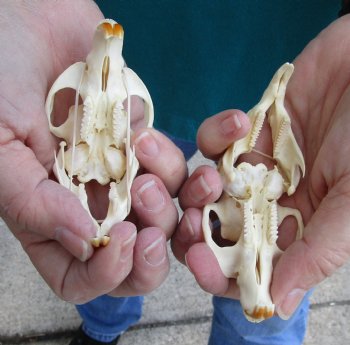Buy these Two Muskrat Skulls 2-1/4 inches long for $37.00
