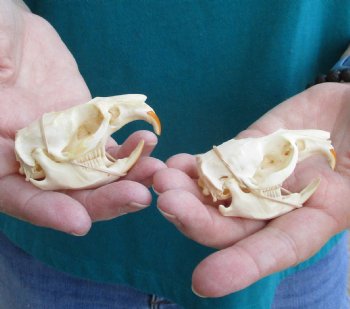Buy these Two Muskrat Skulls 2-1/4 inches long for $37.00