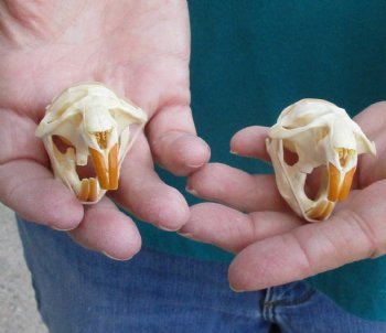 Buy these Two Muskrat Skulls 2-1/4 inches long for $37.00