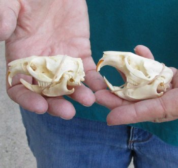 Buy these Two Muskrat Skulls 2-1/4 inches long for $37.00