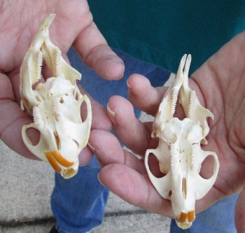 Buy these Two Muskrat Skulls 2-1/4 inches long for $37.00