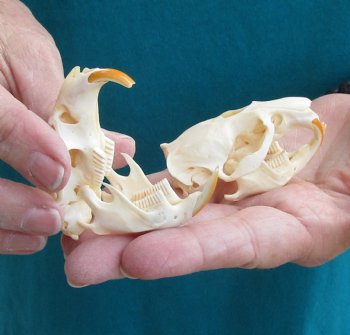 Buy these Two Muskrat Skulls 2-1/4 inches long for $37.00