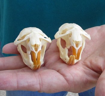 Buy these Two Muskrat Skulls 2-1/4 inches long for $37.00