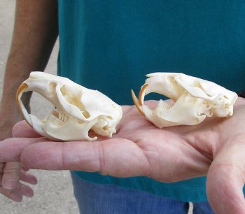 Buy these Two Muskrat Skulls 2-1/4 inches long for $37.00
