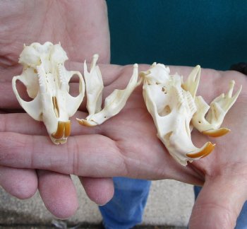 Buy these Two Muskrat Skulls 2-1/4 inches long for $37.00