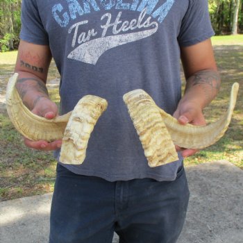 23" & 24" Matching Pair of Sheep Horns - $42