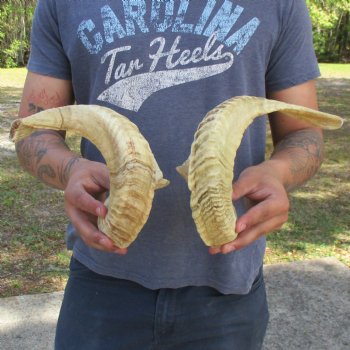 23" & 24" Matching Pair of Sheep Horns - $42