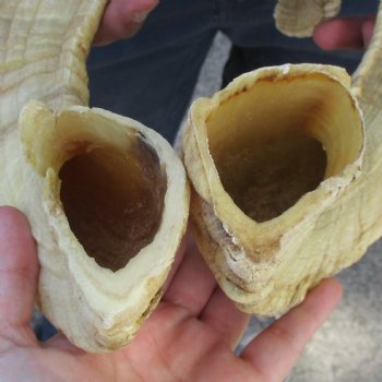 23" & 24" Matching Pair of Sheep Horns - $42