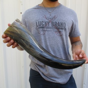 23" Wide Base, Polished Buffalo Horn - $37