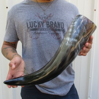 23" Wide Base, Polished Buffalo Horn - $37