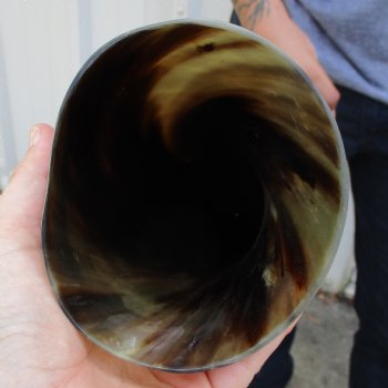 23" Wide Base, Polished Buffalo Horn - $37