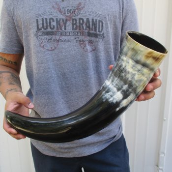 22" Wide Base, Polished Buffalo Horn - $37