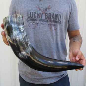 22" Wide Base, Polished Buffalo Horn - $37