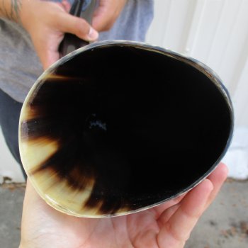 22" Wide Base, Polished Buffalo Horn - $37