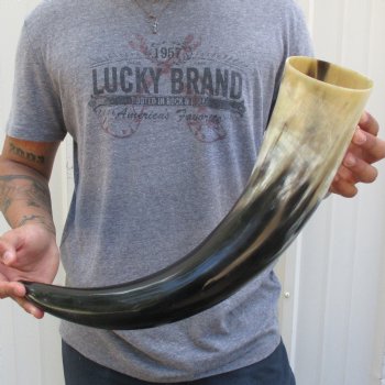 23" Wide Base, Polished Buffalo Horn - $37