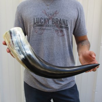 23" Wide Base, Polished Buffalo Horn - $37