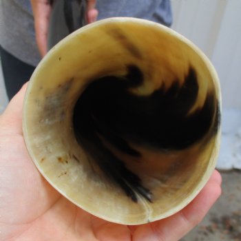 23" Wide Base, Polished Buffalo Horn - $37