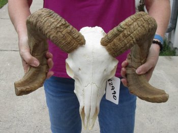 African Merino Ram/Sheep Skull with 22 and 24 inch Horns, available for purchase - $160
