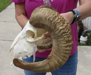 African Merino Ram/Sheep Skull with 22 and 24 inch Horns, available for purchase - $160