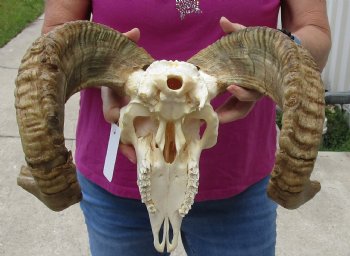 African Merino Ram/Sheep Skull with 22 and 24 inch Horns, available for purchase - $160