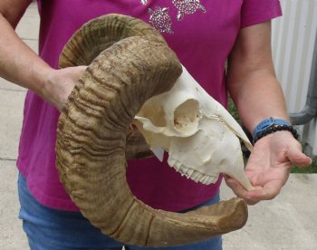 African Merino Ram/Sheep Skull with 22 and 24 inch Horns, available for purchase - $160