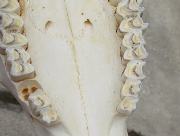 African Merino Ram/Sheep Skull with 22 and 24 inch Horns, available for purchase - $160